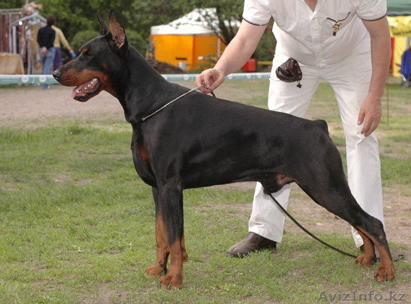Продам щенка Добермана от ИнтерЧемпионов, РКФ - Изображение #5, Объявление #804799