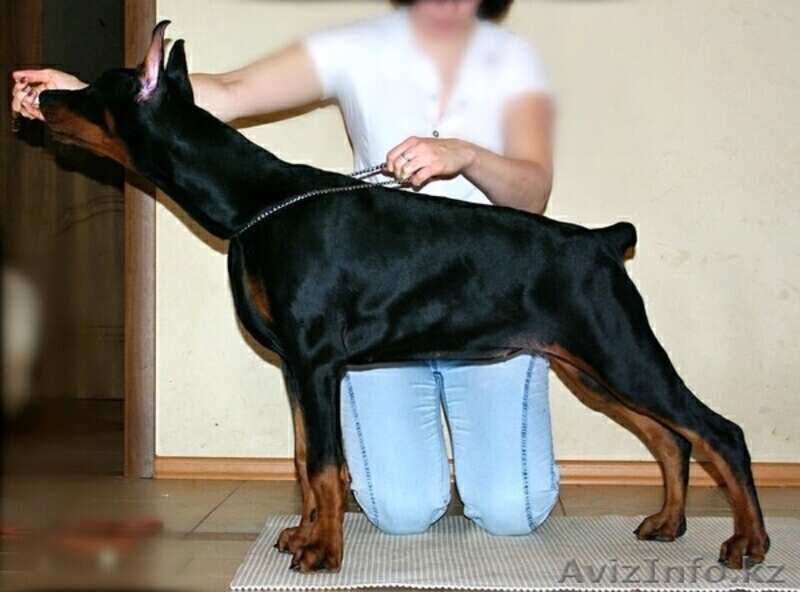 Продам щенка Добермана от ИнтерЧемпионов, РКФ - Изображение #2, Объявление #804799
