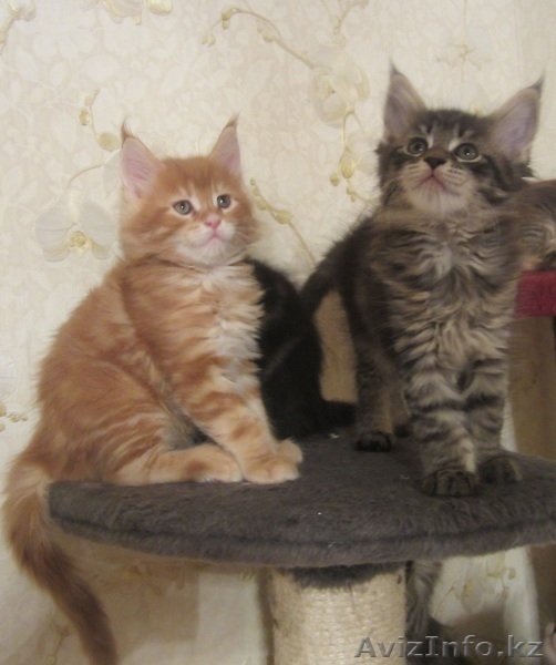 Продаются мейн кун из питомника "KUNKITTI ASTANA" - Изображение #5, Объявление #841831