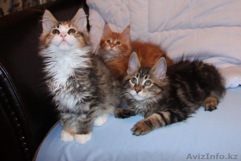 Продаются мейн кун из питомника "KUNKITTI ASTANA" - Изображение #2, Объявление #841831