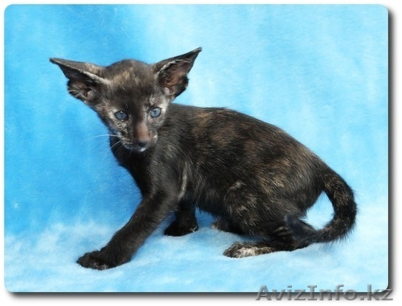Продается Ориентальная кошечка (шоу-класс) - Изображение #3, Объявление #852743