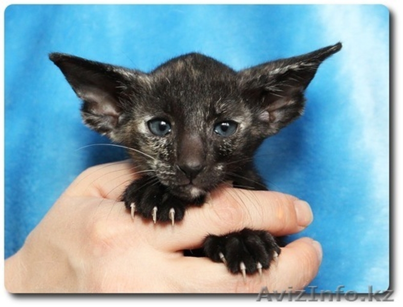 Продается Ориентальная кошечка (шоу-класс) - Изображение #2, Объявление #852743