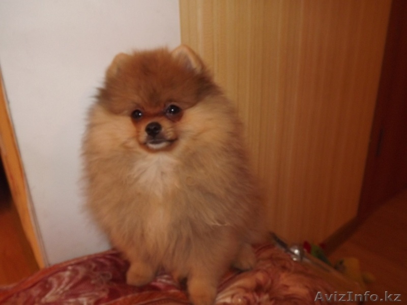 ЩЕНОК ПОМЕРАНСКОГО ЩПИЦА - Изображение #3, Объявление #856231