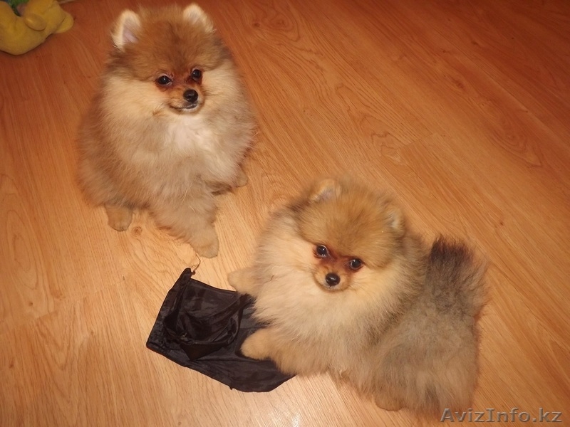 ЩЕНОК ПОМЕРАНСКОГО ЩПИЦА - Изображение #1, Объявление #856231