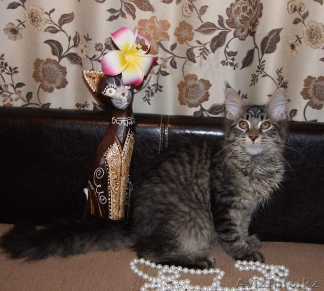 Котята мейн кун из питомника "KUNKITTI ASTANA" - Изображение #4, Объявление #841829