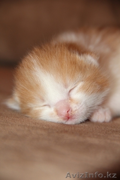 Очаровательные котята в ответственные руки - Изображение #1, Объявление #852140