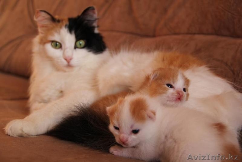 Очаровательные котята в ответственные руки - Изображение #4, Объявление #852140