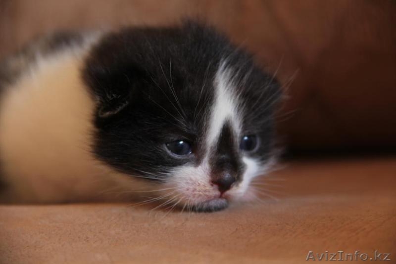 Очаровательные котята в ответственные руки - Изображение #2, Объявление #852140