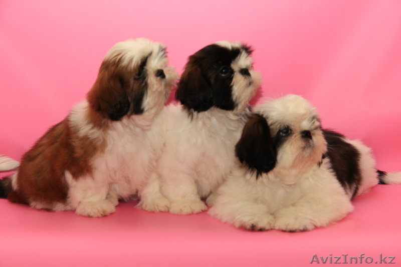 Ши-тцу Шар\'м Золотой  - Изображение #1, Объявление #885573