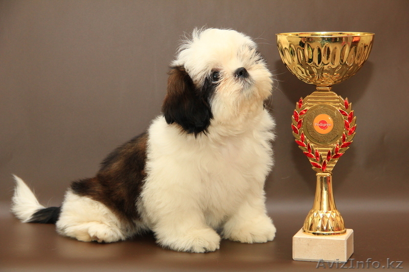 Ши-тцу Шар\'м Золотой  - Изображение #2, Объявление #885573
