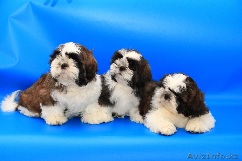 Ши-тцу Шар\'м Золотой  - Изображение #3, Объявление #885573
