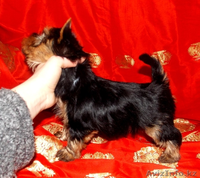 Йоркширский терьер девочки - Изображение #2, Объявление #877522