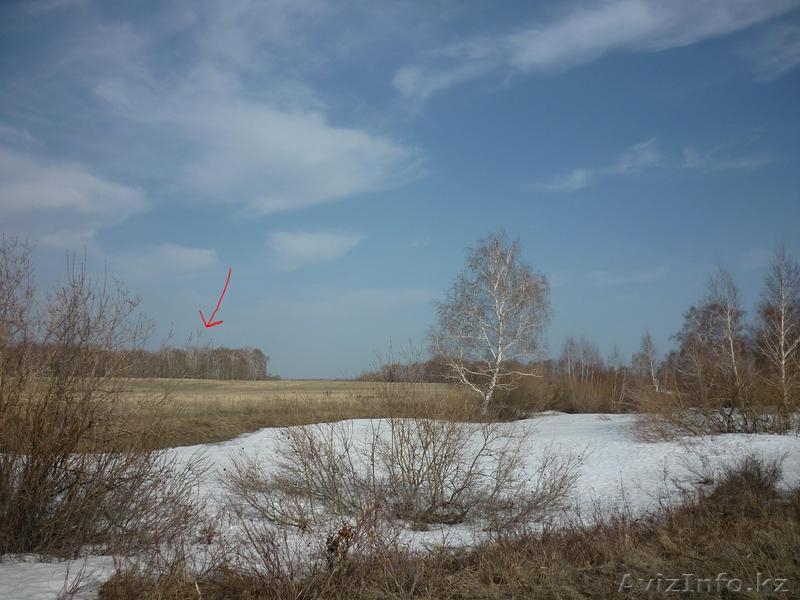 2 га на малой тимофеевке (лес) - Изображение #3, Объявление #887337