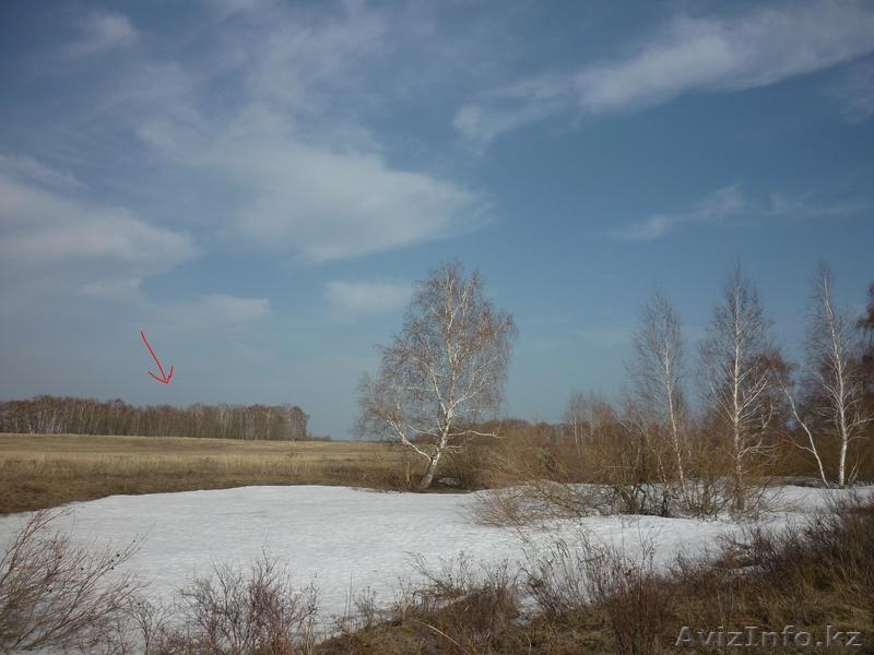 2 га на малой тимофеевке (лес) - Изображение #2, Объявление #887337