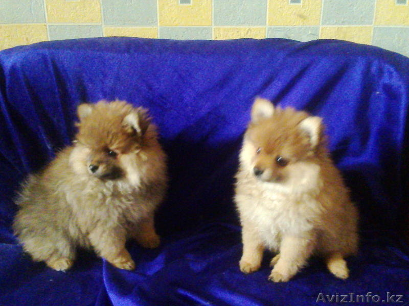 Померанский шпиц.. Щенки рыжего окраса. - Изображение #3, Объявление #891658