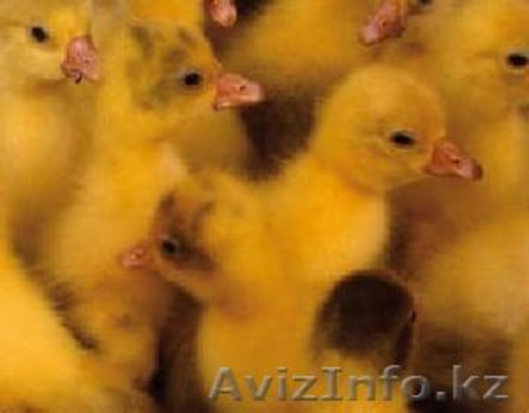 гусят суточных Губернаторской породы 1300тг - Изображение #1, Объявление #902126