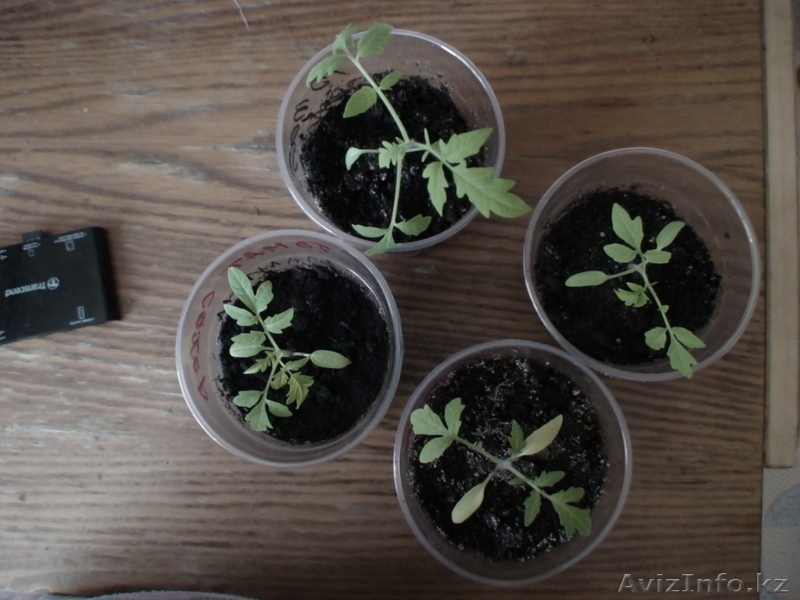 Продам распикированную рассаду помидоров - Изображение #3, Объявление #894558