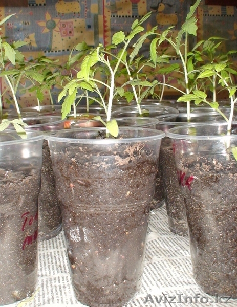 Продам распикированную рассаду помидоров - Изображение #2, Объявление #894558