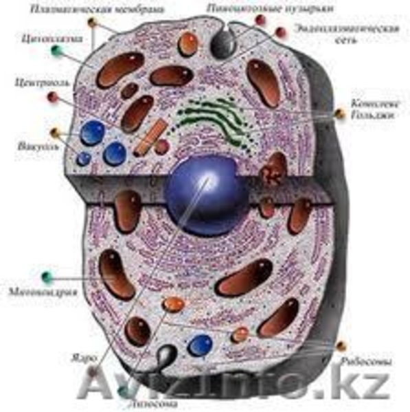 Избавление от похмелья с Баобаб Лайф в Петропавловске - Изображение #4, Объявление #896719