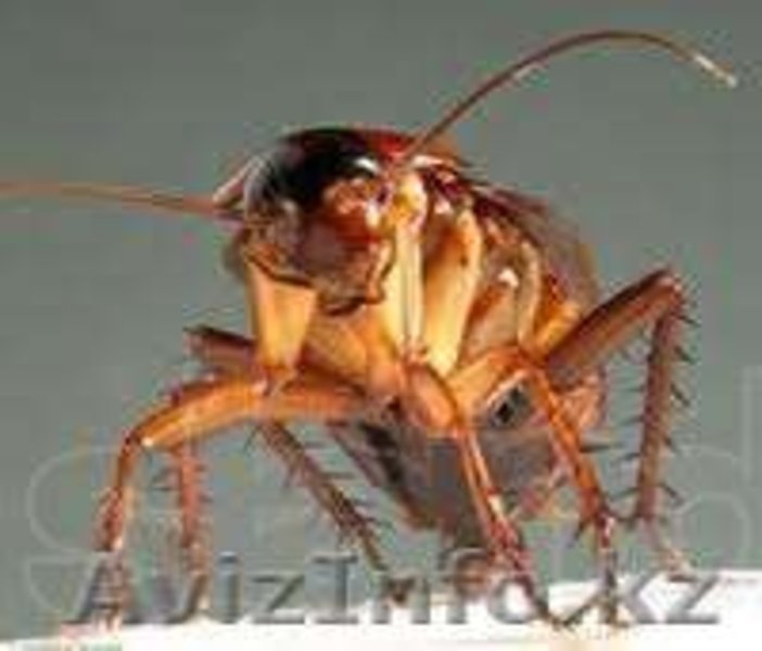 Уничтожение грызунов и насекомых в Астане - Изображение #2, Объявление #918255