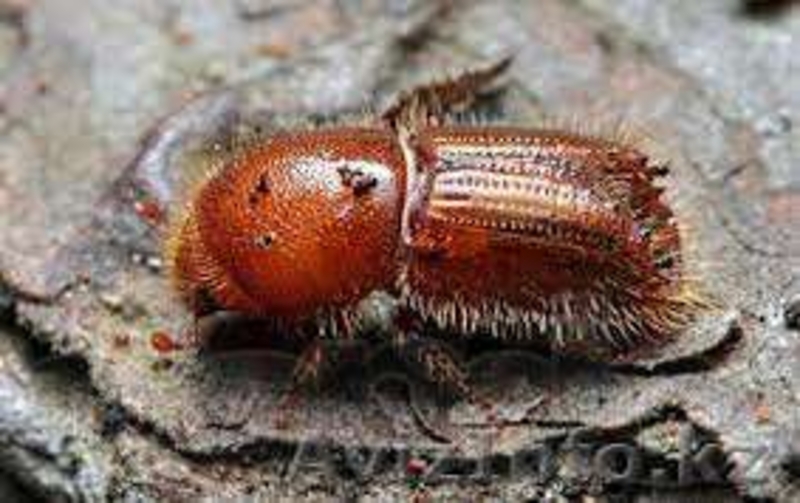 Уничтожение грызунов и насекомых в Астане - Изображение #5, Объявление #918255