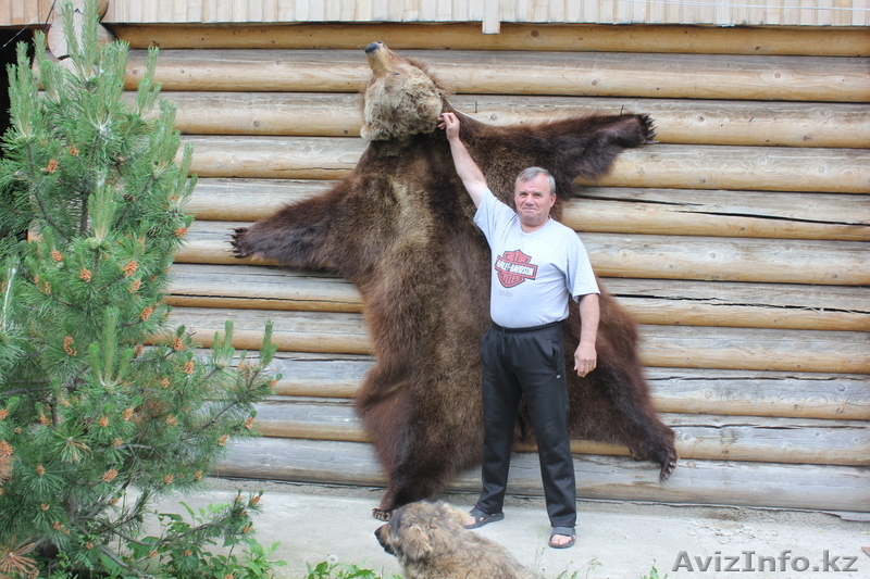 ПРОДАМ ШКУРУ МЕДВЕДЯ - Изображение #2, Объявление #915980