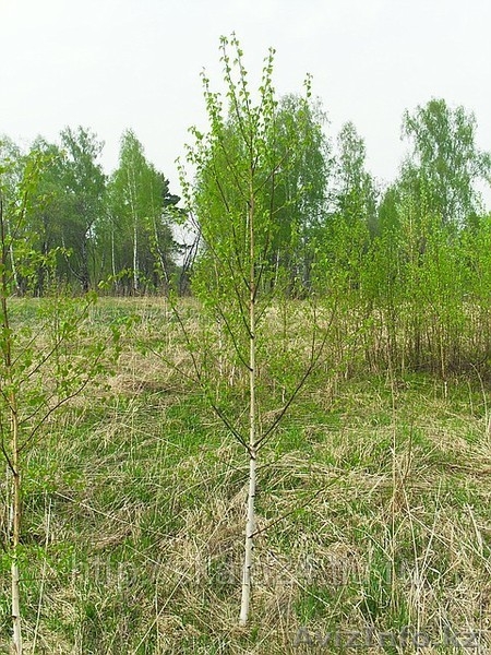 Максим 87712547807 - Изображение #1, Объявление #922682