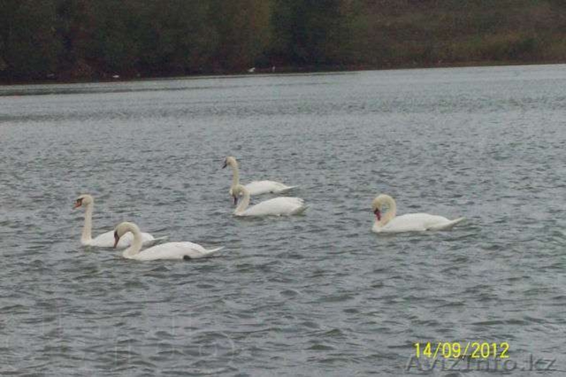 Продам дом в курортной зоне с.Макинка в 180 км от г.Астана - Изображение #6, Объявление #896399