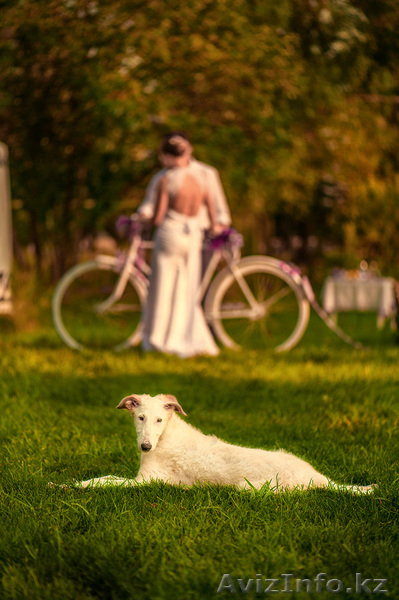 Свадебный фотограф. Астана. - Изображение #2, Объявление #941859