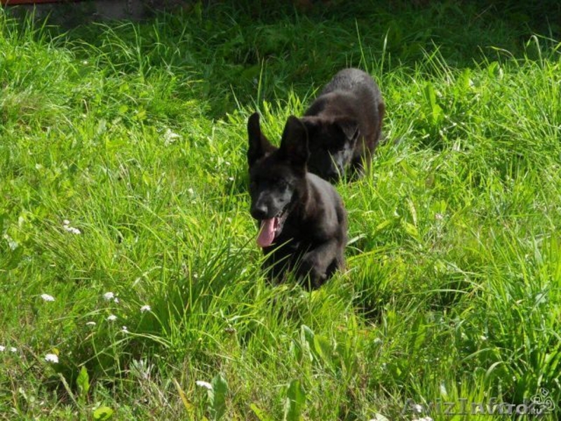 Два мальчика немецкой овчарки ищут хозяев - Изображение #2, Объявление #963885