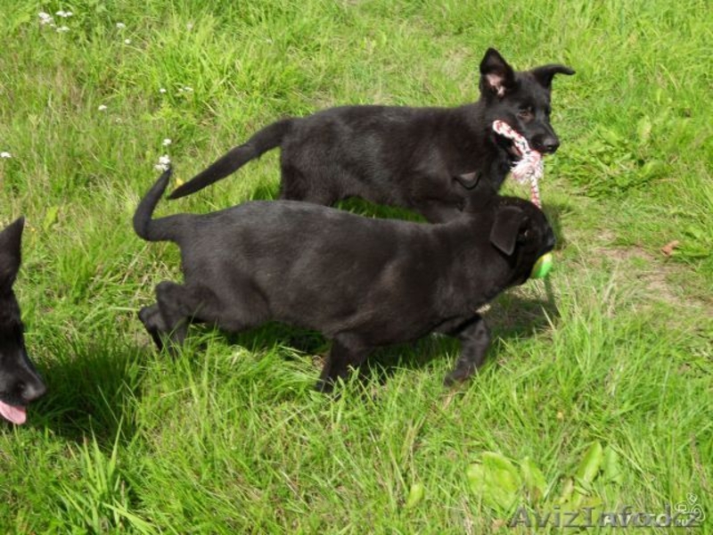 Два мальчика немецкой овчарки ищут хозяев - Изображение #5, Объявление #963885