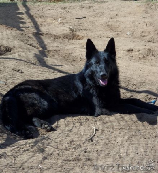 Два мальчика немецкой овчарки ищут хозяев - Изображение #3, Объявление #963885