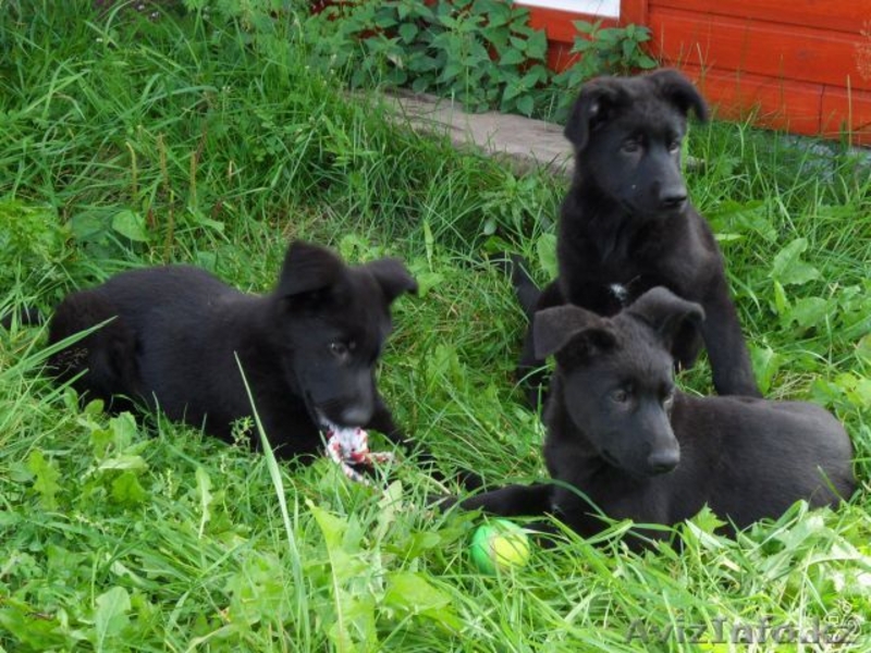 Два мальчика немецкой овчарки ищут хозяев - Изображение #1, Объявление #963885