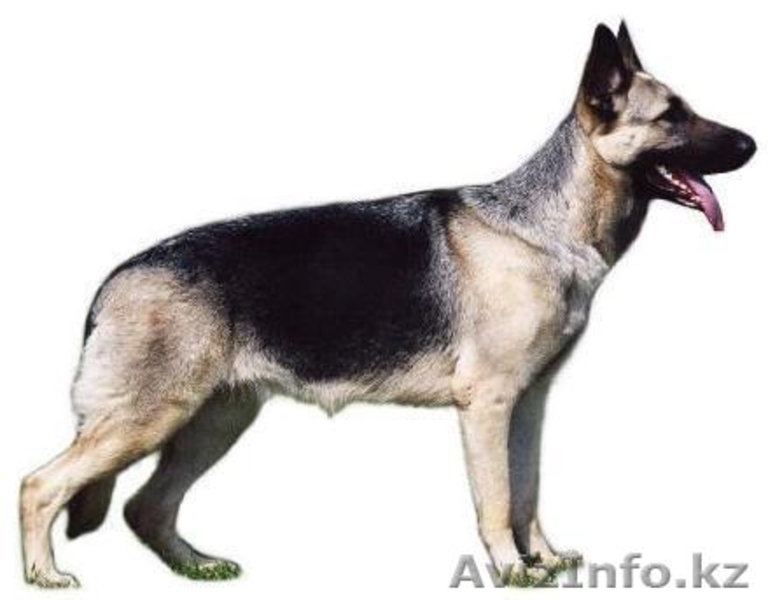 Петропавловск ОфициОфициальный представитель в Казахстане Международной  Обществ - Изображение #2, Объявление #750017