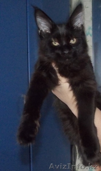 продаем замечательных, очень крупных котят породы мейн кун - Изображение #2, Объявление #986488