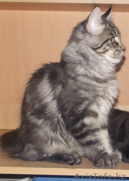 продаем замечательных, очень крупных котят породы мейн кун - Изображение #4, Объявление #986488