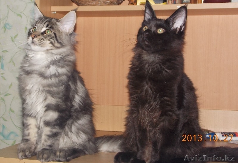 продаем замечательных, очень крупных котят породы мейн кун - Изображение #3, Объявление #986488