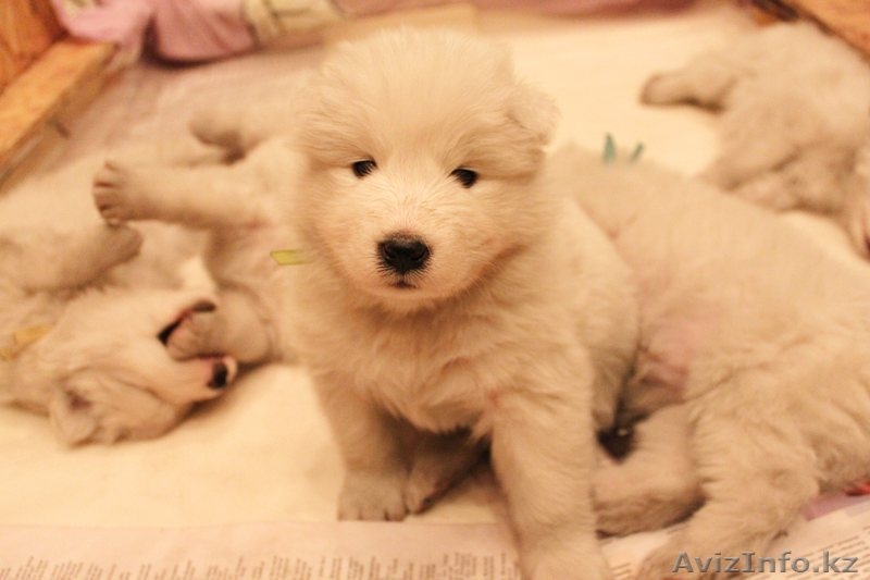 Продам щенков самоедской лайки (возраст 1 мес) - Изображение #2, Объявление #1047572