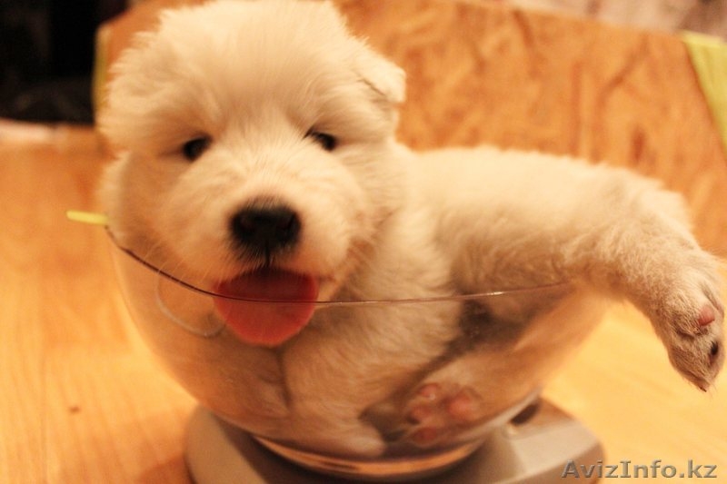 Продам щенков самоедской лайки (возраст 1 мес) - Изображение #3, Объявление #1047572