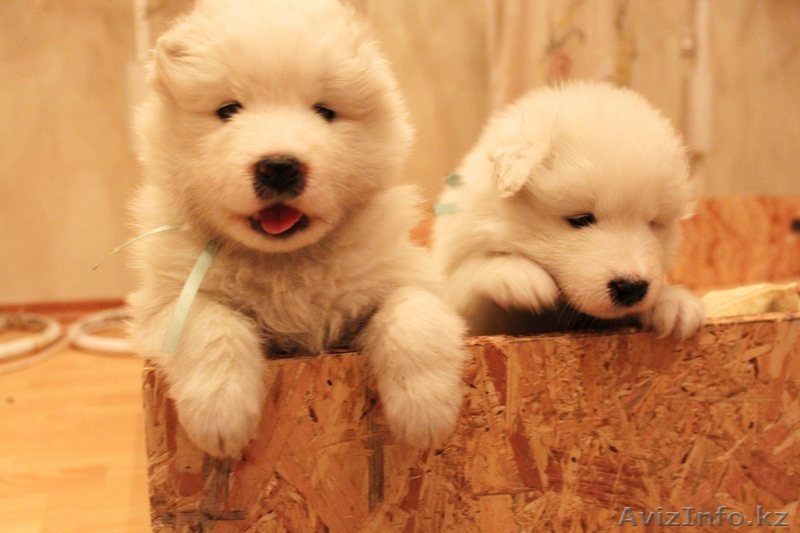 Продам щенков самоедской лайки (возраст 1 мес) - Изображение #5, Объявление #1047572