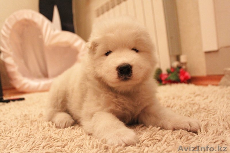 Продам щенков самоедской лайки (возраст 1 мес) - Изображение #1, Объявление #1047572