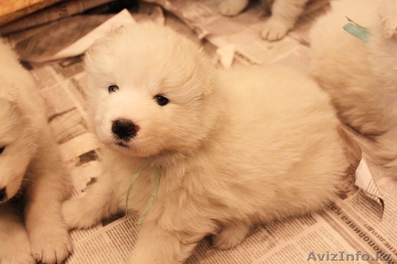 Продам щенков самоедской лайки (возраст 1 мес) - Изображение #4, Объявление #1047572