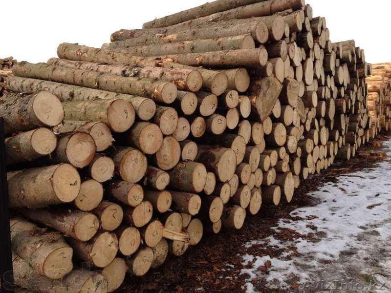 Оптовые поставки леса из Восточного Казахстана - Изображение #1, Объявление #1062151