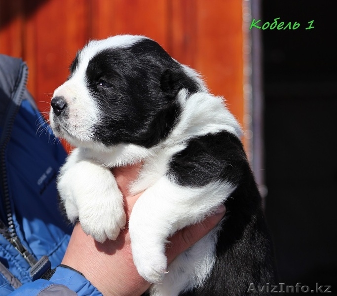 Щенки Среднеазиатской овчарки  питомник "Из Дома Лоцман" - Изображение #1, Объявление #531123