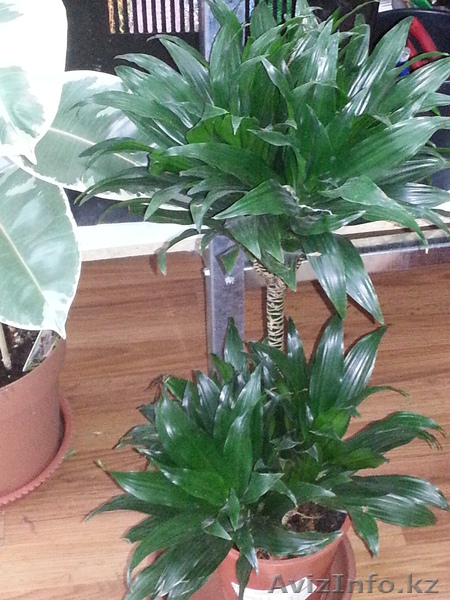 Флористическое оформление торжеств и праздников; Оформление офисов и бизнес встр - Изображение #7, Объявление #1077818