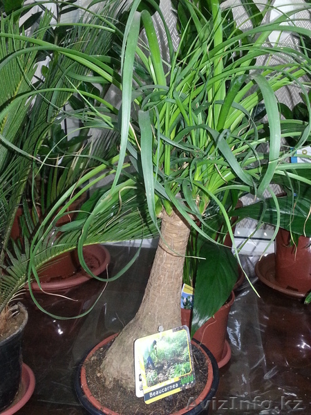 Флористическое оформление торжеств и праздников; Оформление офисов и бизнес встр - Изображение #9, Объявление #1077818