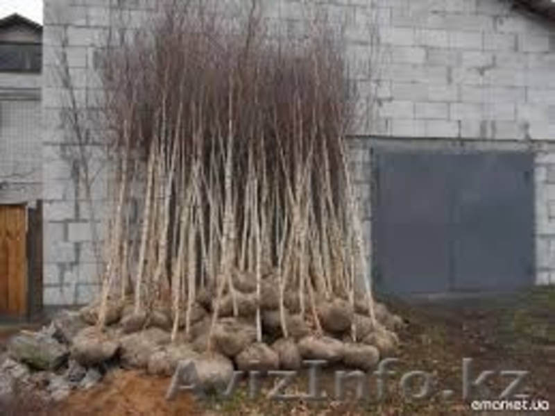 Продам саженцы с питомников. - Изображение #2, Объявление #1080794