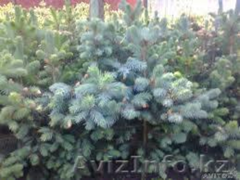 Продам саженцы с питомников. - Изображение #3, Объявление #1080794