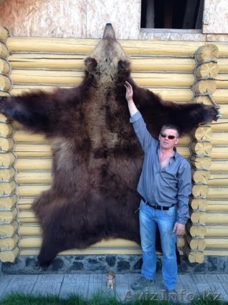 шкура(ковер) медведя - Изображение #1, Объявление #1088485