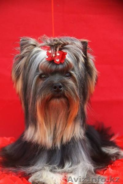 шикарный подрощенный мальчик - Изображение #1, Объявление #1097824